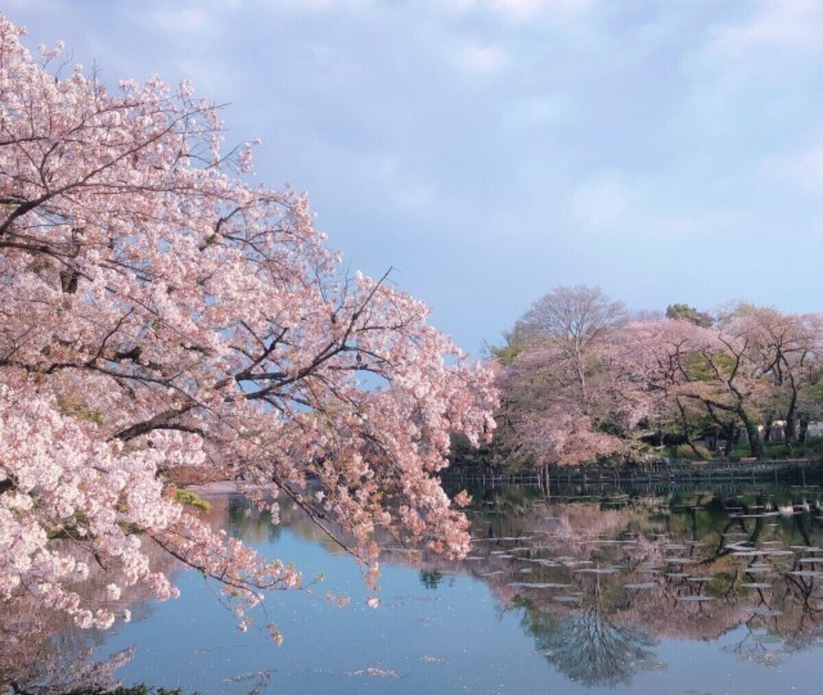 🏞️ 코가네이 공원(코가네이 코엔)